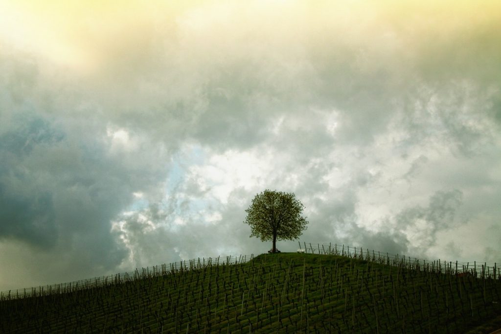 Albero della vita, qual è il vero significato? – www.n3tv.it