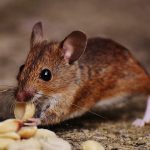 Infestazione di topi e ratti: che cosa si può fare