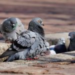 Uccelli fastidiosi e infestanti: perché arrivano in città